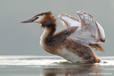 Great Crested Grebe spreads wings