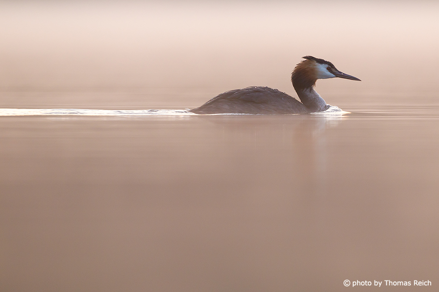 Great Crested Grebe swimming in the morning fog