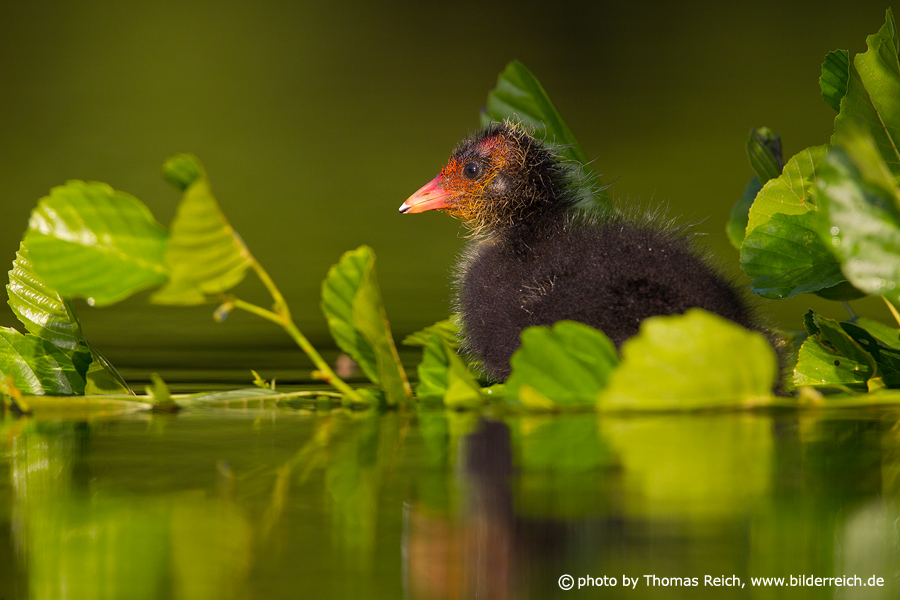 Small Eurasian Coot sits on leaves