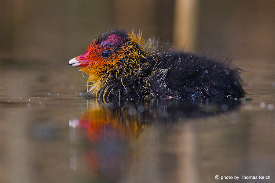 Eurasian Coot chick trying to swimm