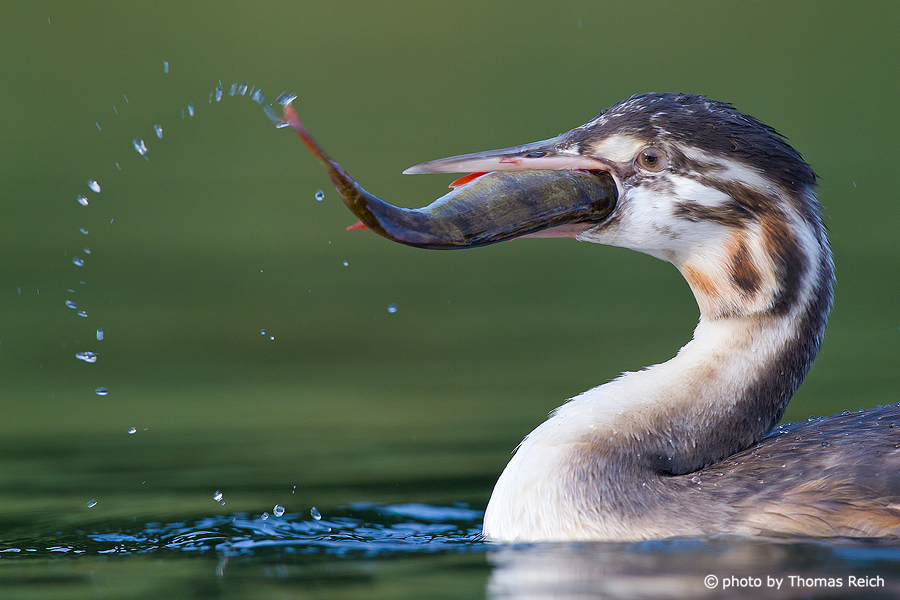 Great Crested Grebe feeds on fish