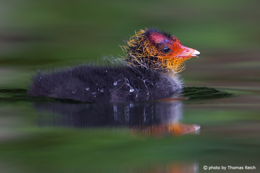 Eurasian Coot chick in water