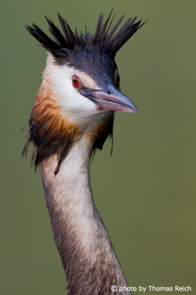 Great Crested Grebe with raised black head feathers