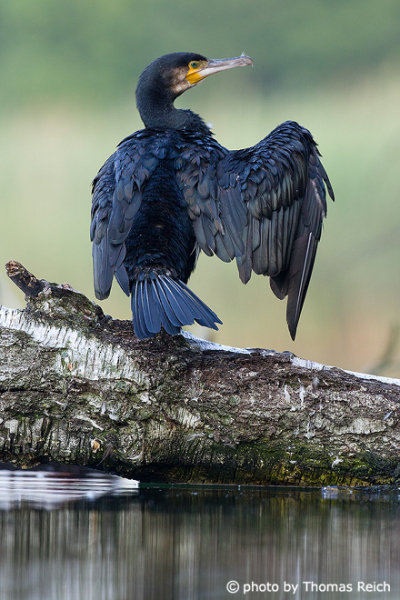 Great Cormorant drying wings after diving