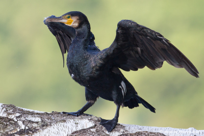 Great Cormorant drying wet wings after diving.