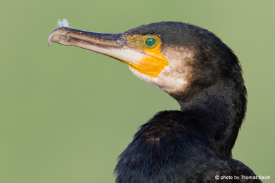 Great Cormorant appearance