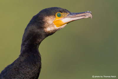 Great Cormorant beak