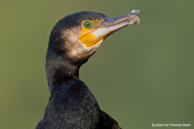Head of Great Cormorant