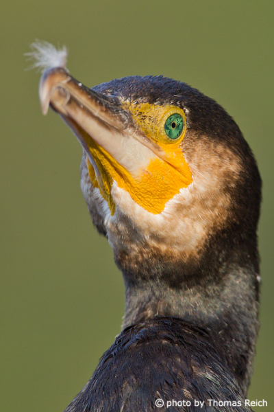 Great Cormorant bird portrait