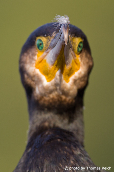 Great Cormorant bill