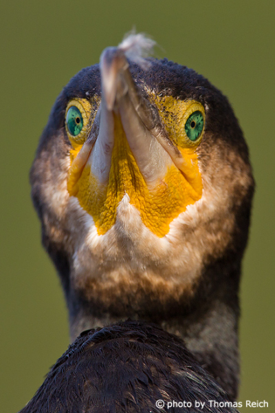 Great Cormorant green eyes