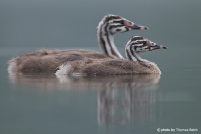 Great Crested Grebe immatures