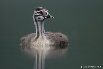 Striped head great crested grebe chick