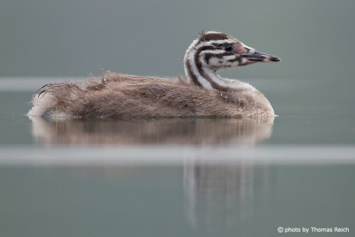 Young great crested grebe with black and white striped head