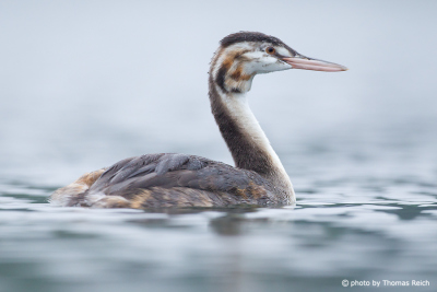Juvenile Great Crested Grebe swimming