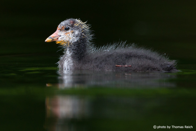 Eurasian Coot chick without feathers