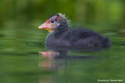 Floating Eurasian Coot chick