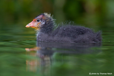 Young Eurasian Coot swims in waters
