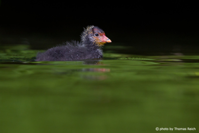 Eurasian Coot chick swimming in the lake