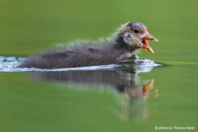 Eurasian Coot chick begging for food
