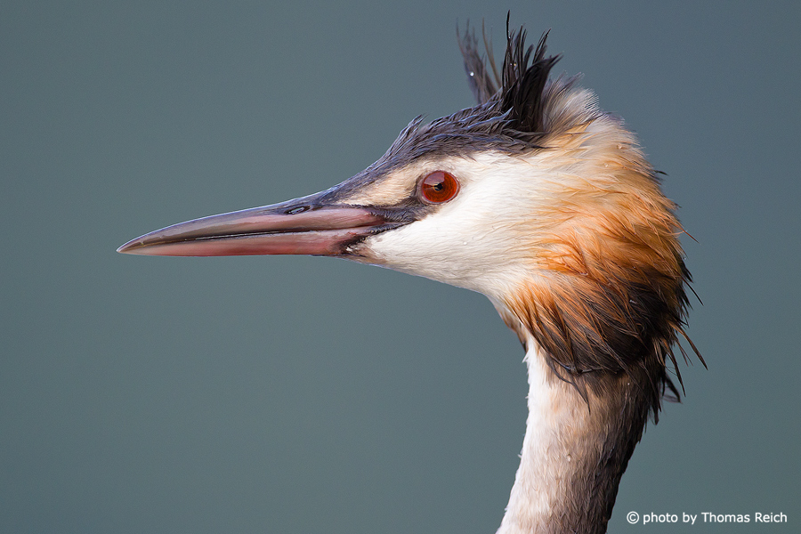 Head of Great Crested Grebe side view