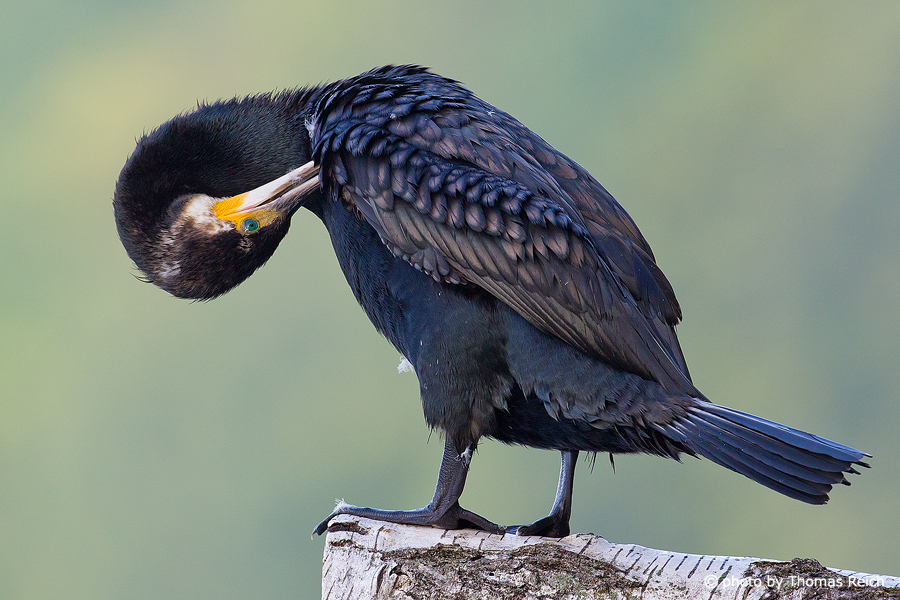 Great Cormorant plumage care