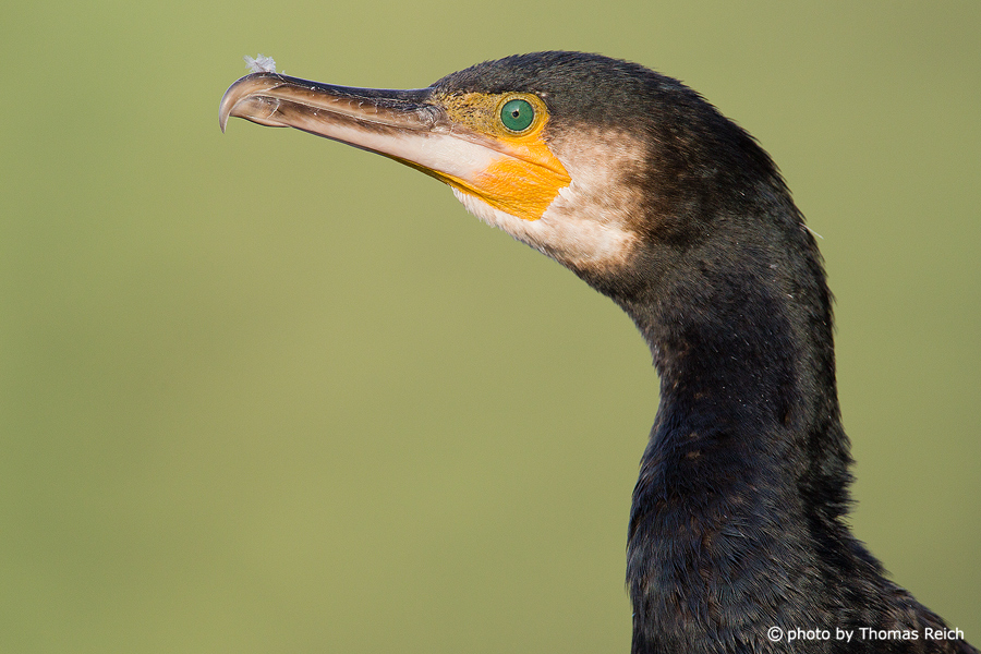 Great Cormorant close up
