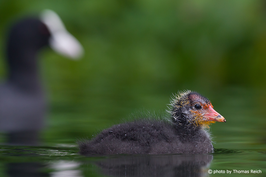 Eurasian Coot chick with mother