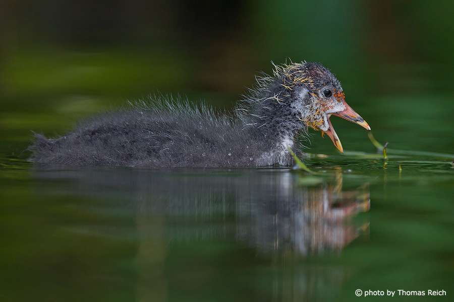 Eurasian Coot chick voice