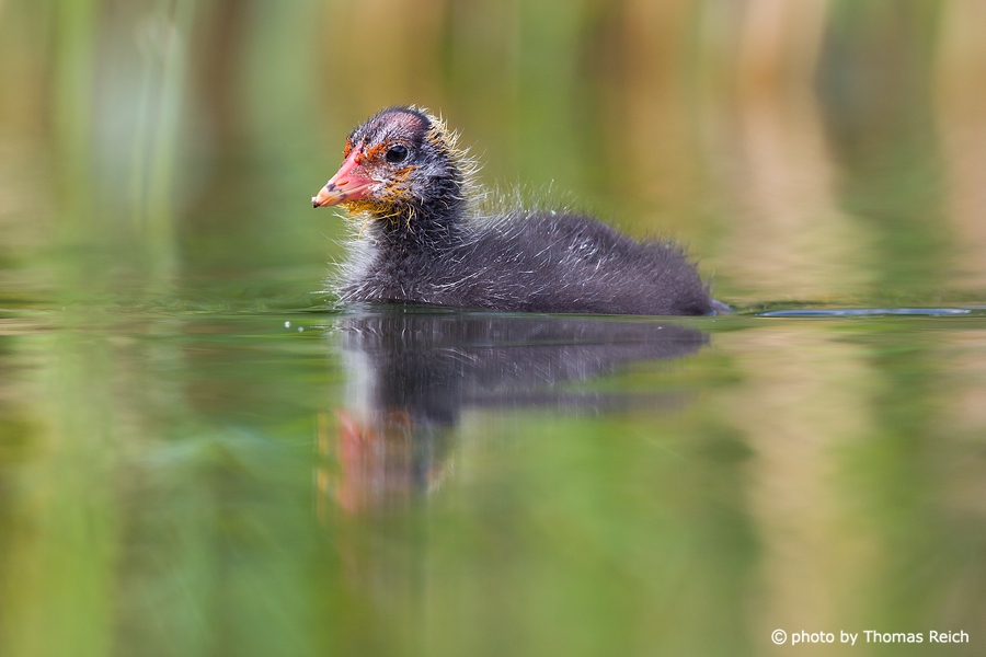 Eurasian Coot plumage of chick