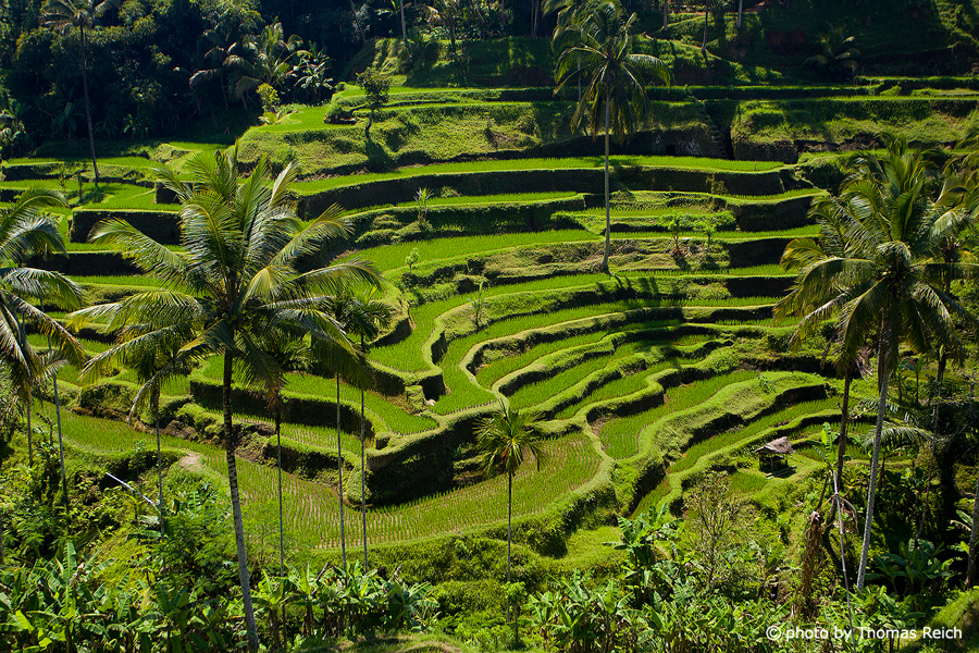 Rice terraces in Ubud Bali