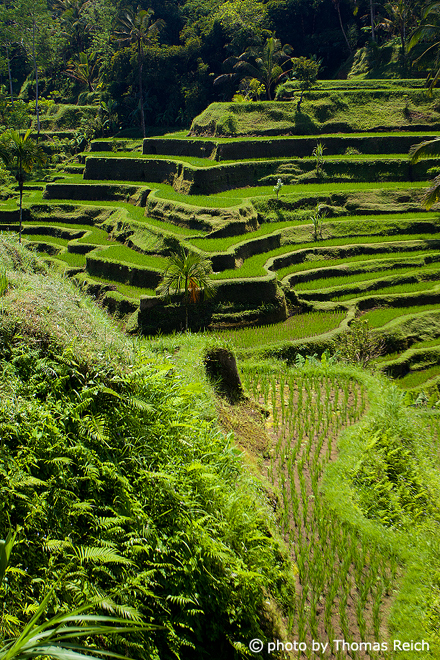 Big Rice terraces in Ubud, Bali