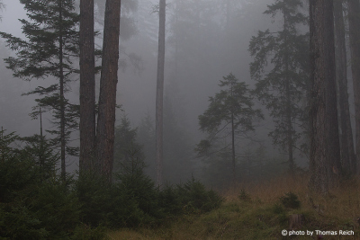 Dark forest with fog