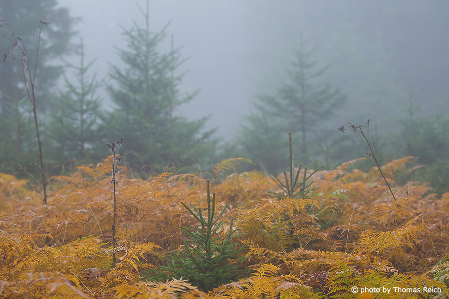 Mountain forest ferns fog autumn weather