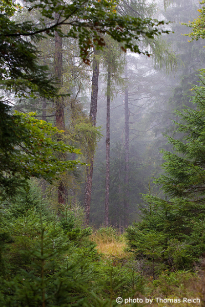 Fir forest in Tyrol, Austria