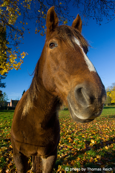 Pferd Gesicht