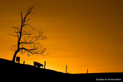 Cows silhouette evening sky