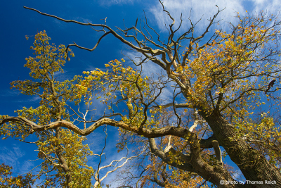 Old oaks in autumn