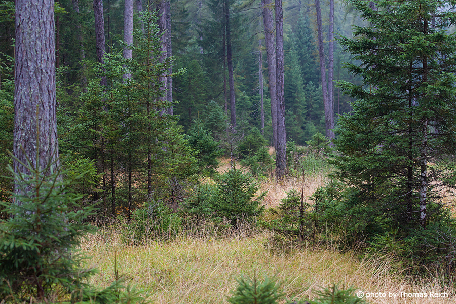 Coniferous forest in Europe