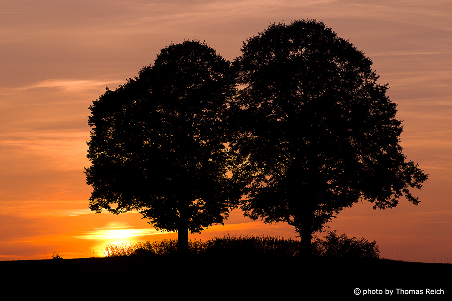 European beeches and sunset