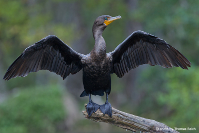 Cormorant bird dries wings