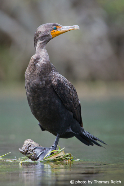 Cormorant stands on one leg