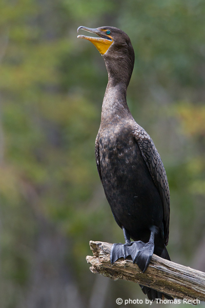 Great Cormorant neck