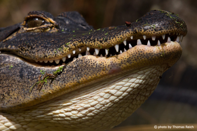 American Alligator in Florida