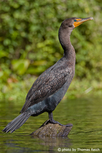 Weight of Great Cormorant