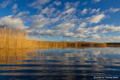 Lake Malchin reed belt in fall