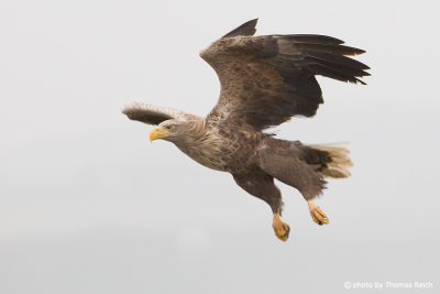 White-tailed Eagle flying