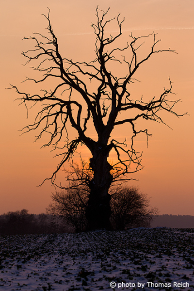 Old, dead oak as Silhouette