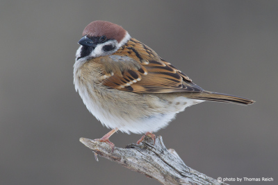 Eurasian Tree Sparrow male