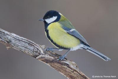 Great Tit feathers